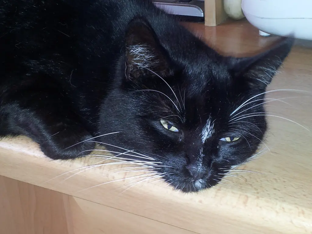 Andachtsbild von Ilse mit Tier-Sternlein Maja, Jule, Gismo, Fee und Minna im Herzen