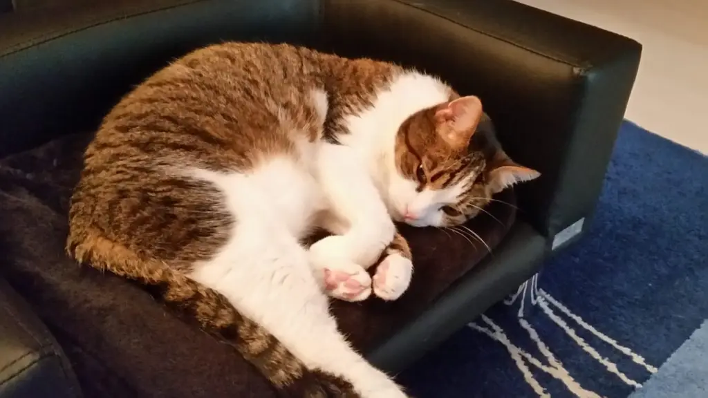 Andachtsbild von Tanja mit Timmy im Herzen 