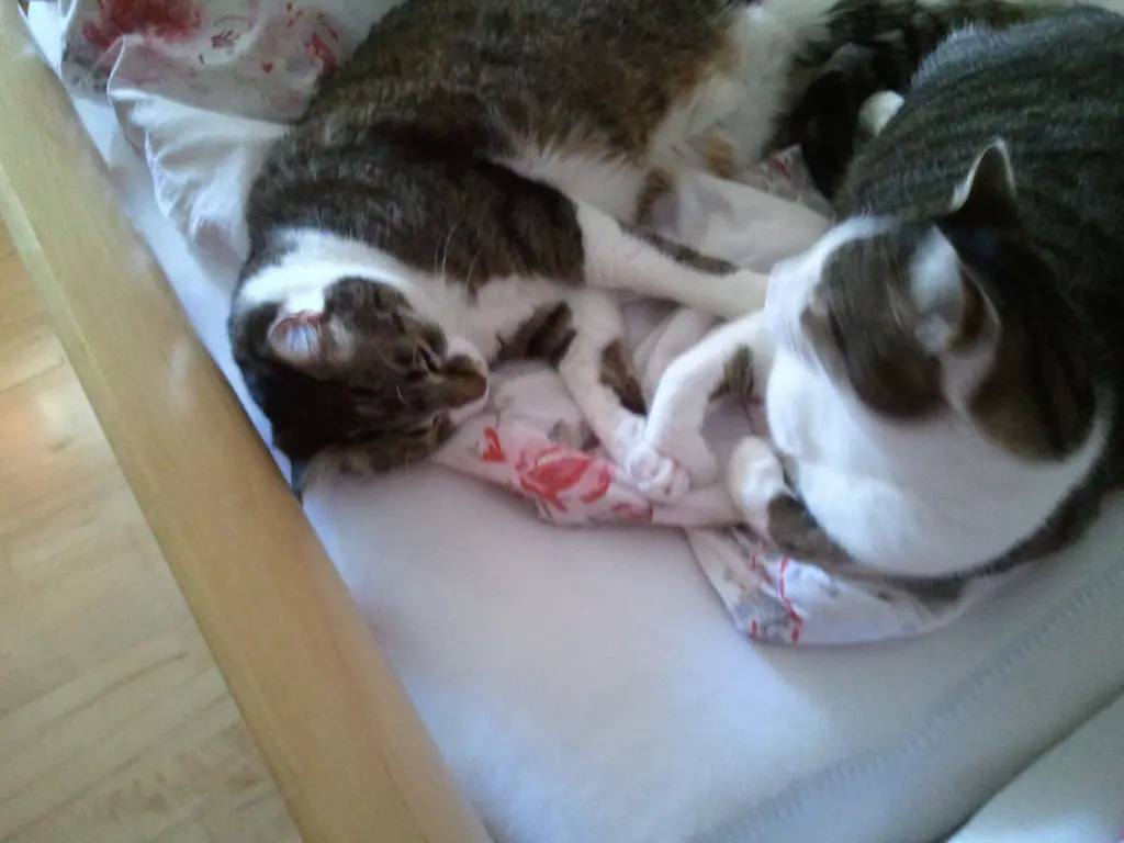 Andachtsbild von ♥♥♥♥♥♥