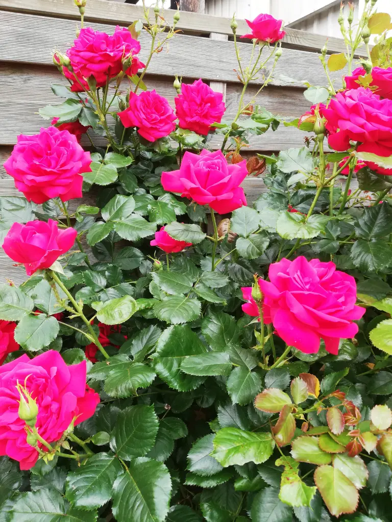 Andachtsbild von Marion