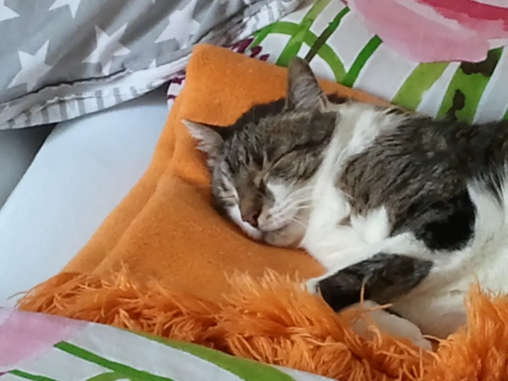 Andachtsbild von ♥♥♥♥♥♥