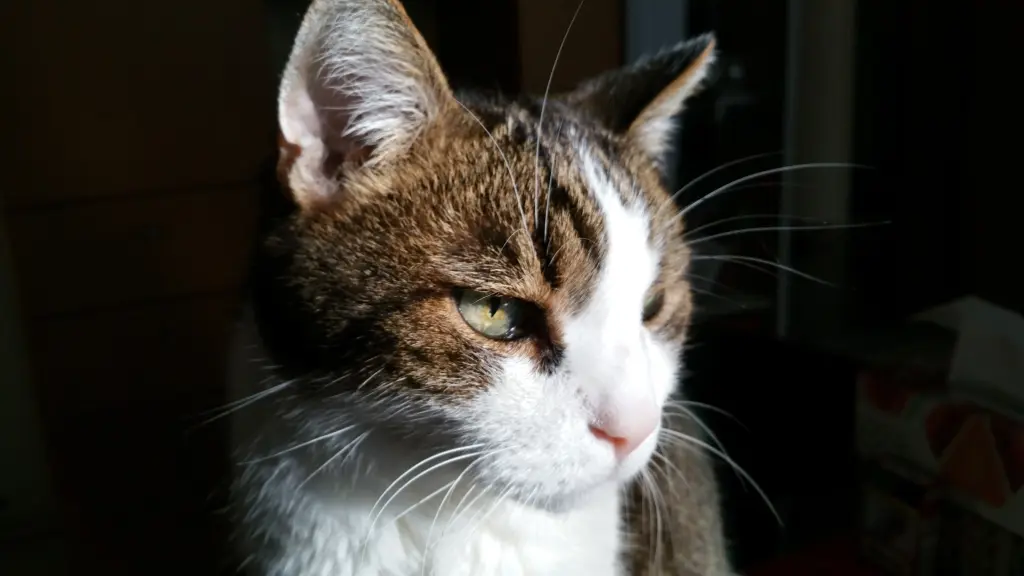 Andachtsbild von Tanja mit Timmy im Herzen 