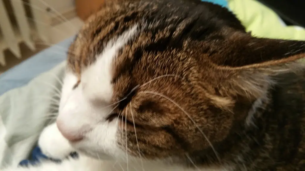 Andachtsbild von Tanja mit Timmy im Herzen 