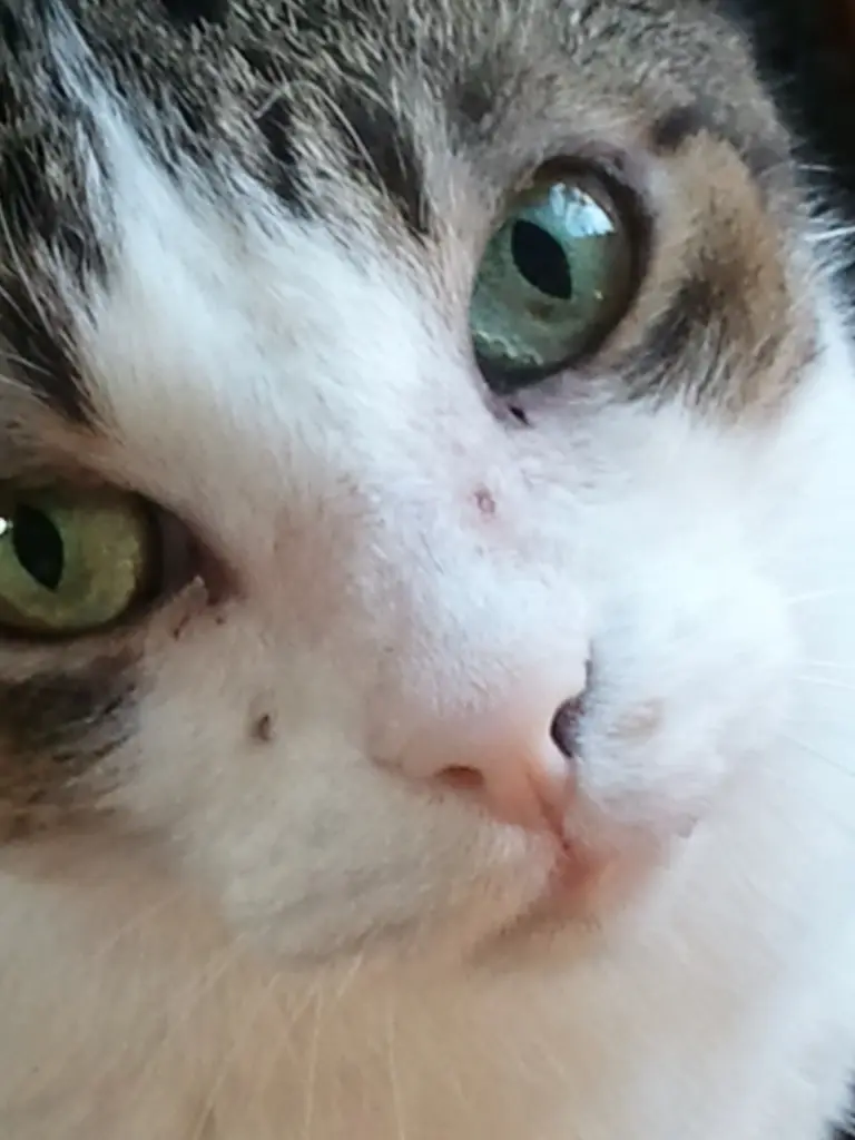 Andachtsbild von ♥♥ Für meinen Bruder Willi ♥♥