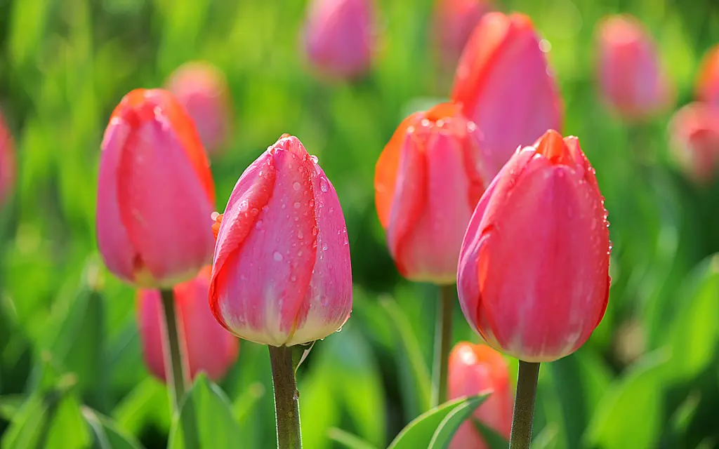 Andachtsbild von Tanja mit Timmy im Herzen 