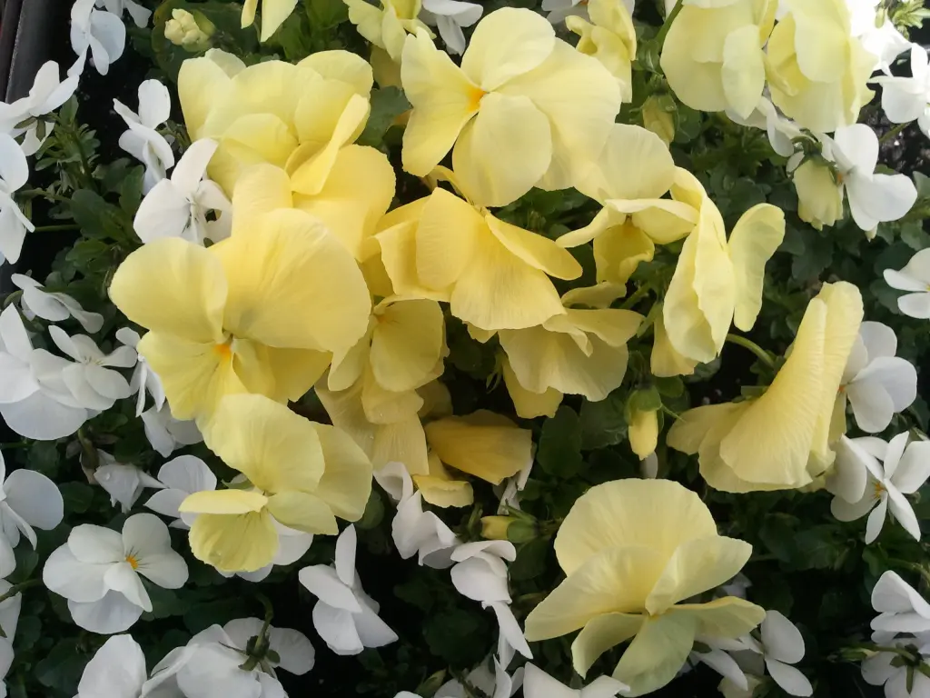 Andachtsbild von RIP