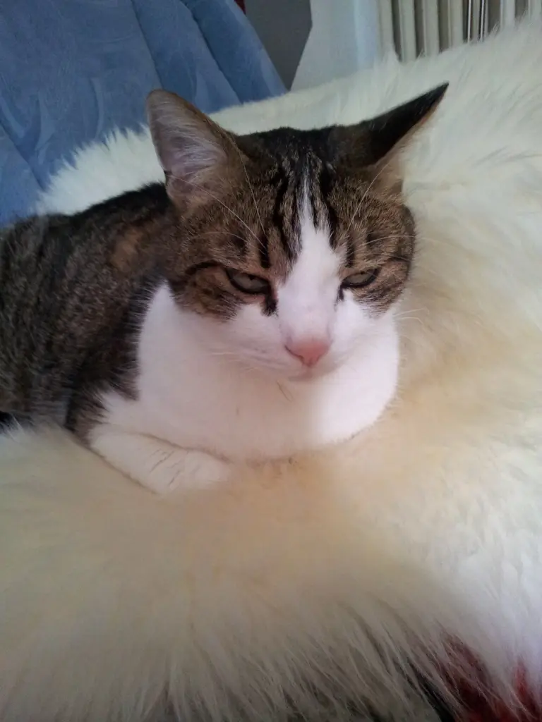 Andachtsbild von Tanja mit Timmy im Herzen 