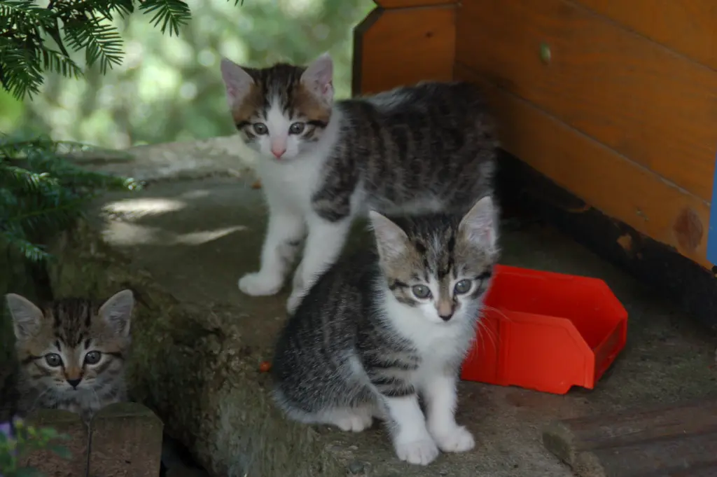 Andachtsbild von ♥♥ WILLI♥♥