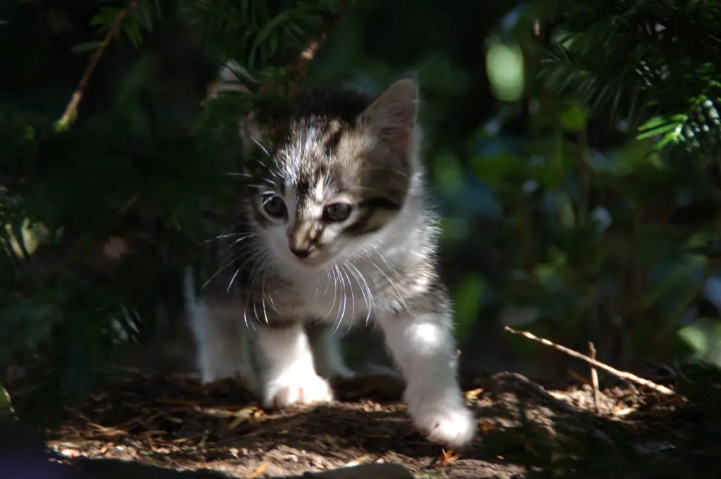 Andachtsbild von Deiner Familie zum 13. Geburtstag