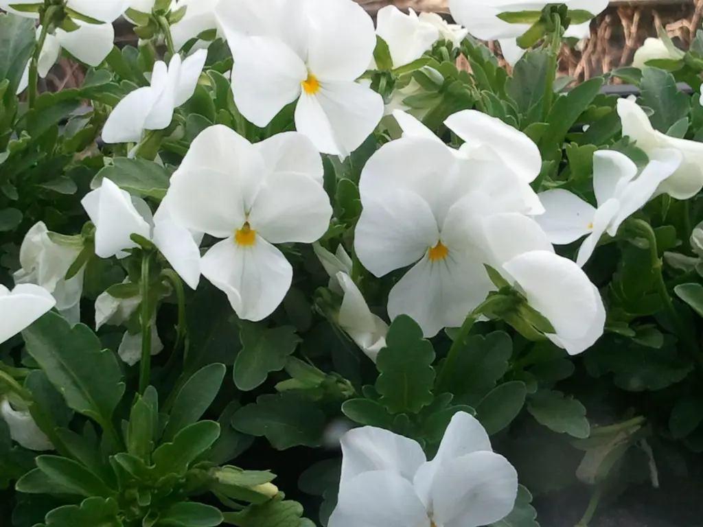 Andachtsbild von Anja mit Maja im ♥