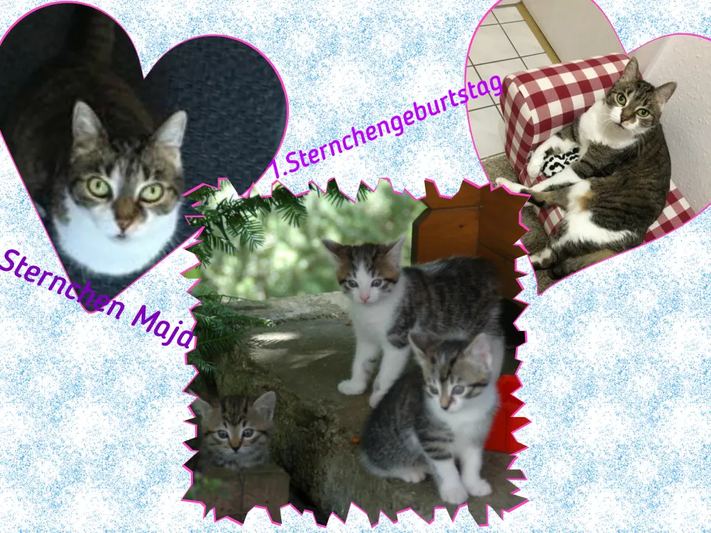 Andachtsbild von Eike und Edeltraud mit Mulle, Miezi, Jonny, Felix und Lemmi tief im Herzen❤❤❤❤❤