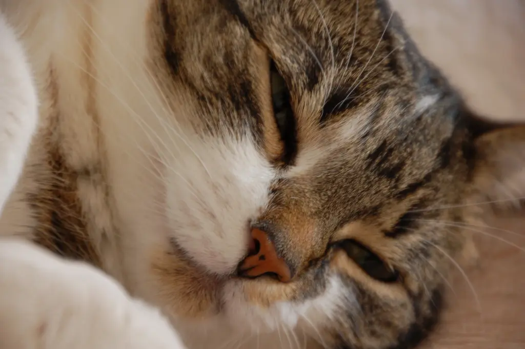 Andachtsbild von Unbekannt