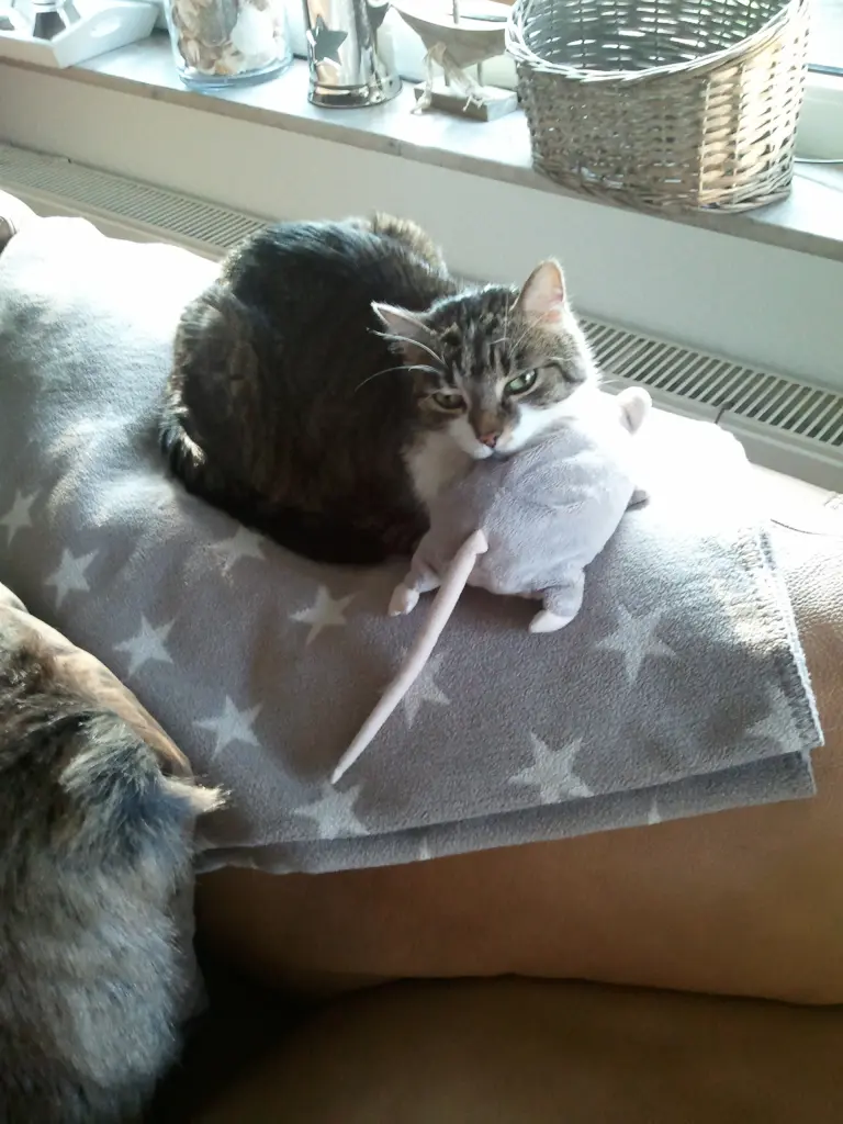 Andachtsbild von ♥♥♥♥♥♥