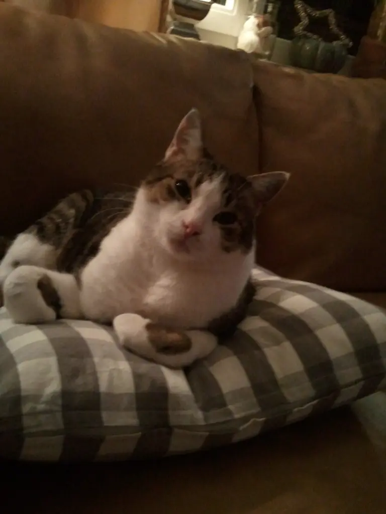 Andachtsbild von ♥Deinem Bruder Willi♥