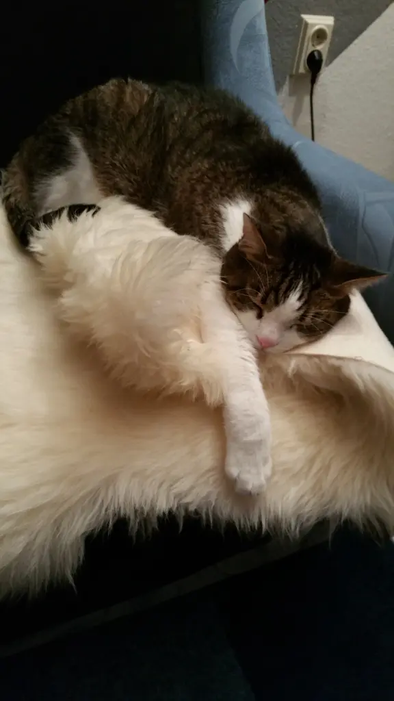 Andachtsbild von Tanja mit Timmy im Herzen