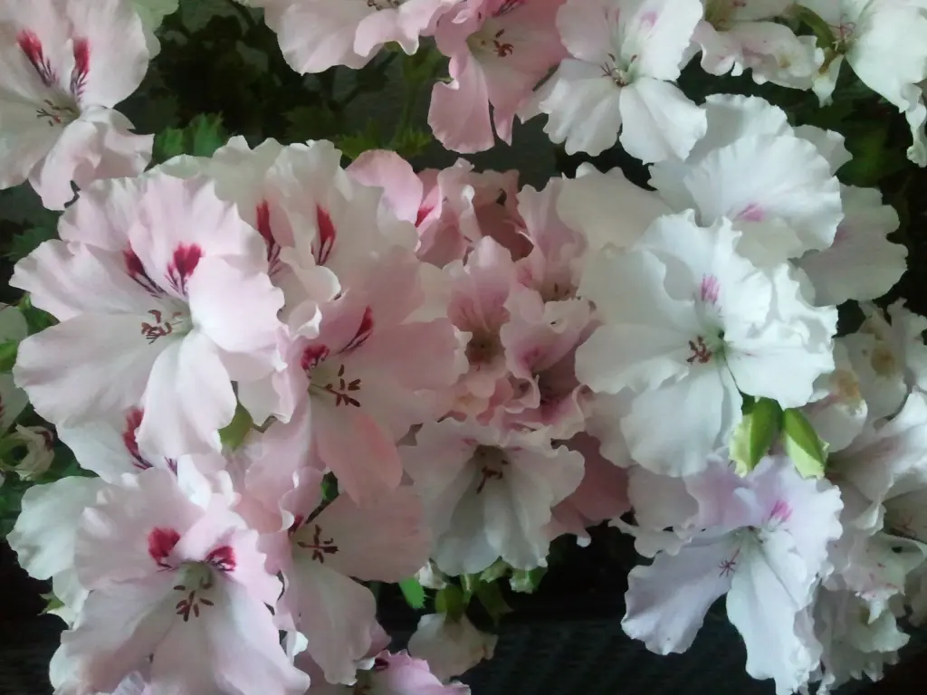 Andachtsbild von ♥100000.... Küsse für dich♥