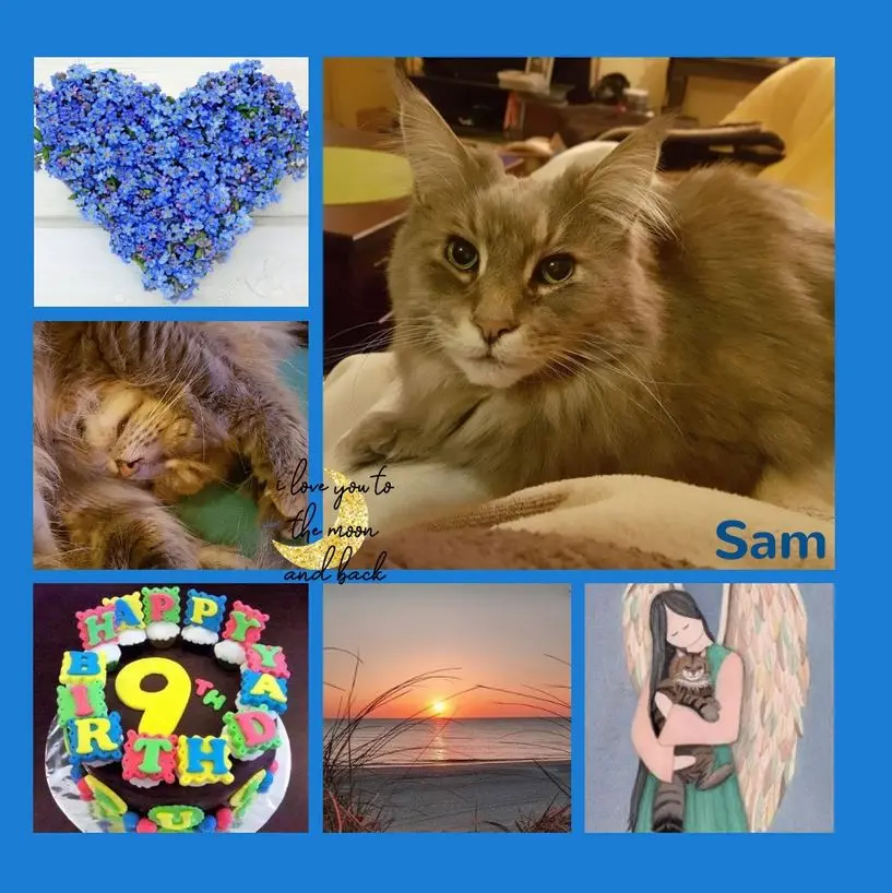 Andachtsbild von Geburtstagsrosen für Sam