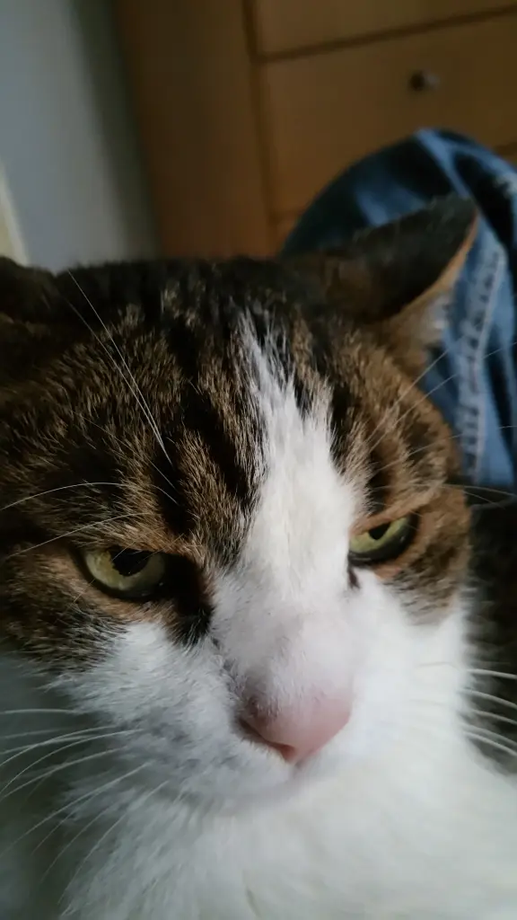 Andachtsbild von Tanja mit Timmy im Herzen