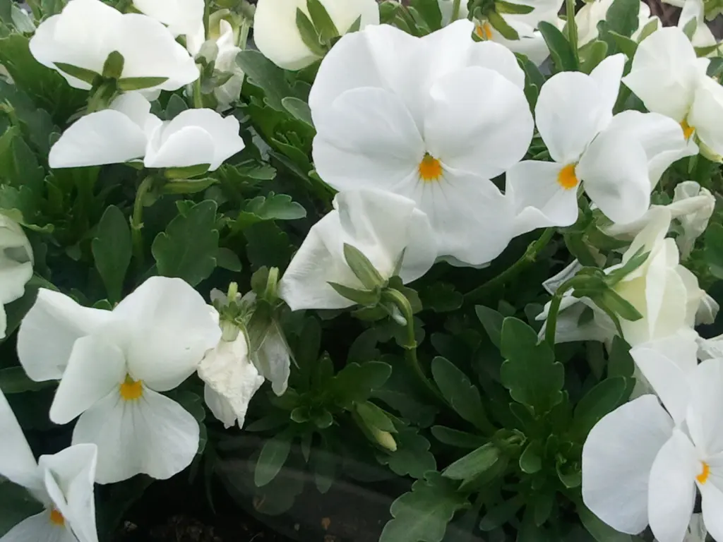 Andachtsbild von ✰♥¸.•*¨*•.¸Für unseren geliebten Schatz¸.•*¨*•.¸♥✰