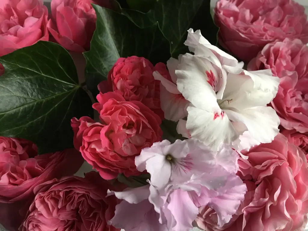 Andachtsbild von ♥♥Montagsrosen für Dich♥♥