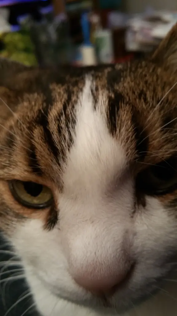 Andachtsbild von Tanja mit Timmy im Herzen 