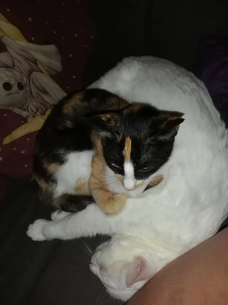 Andachtsbild von Marion