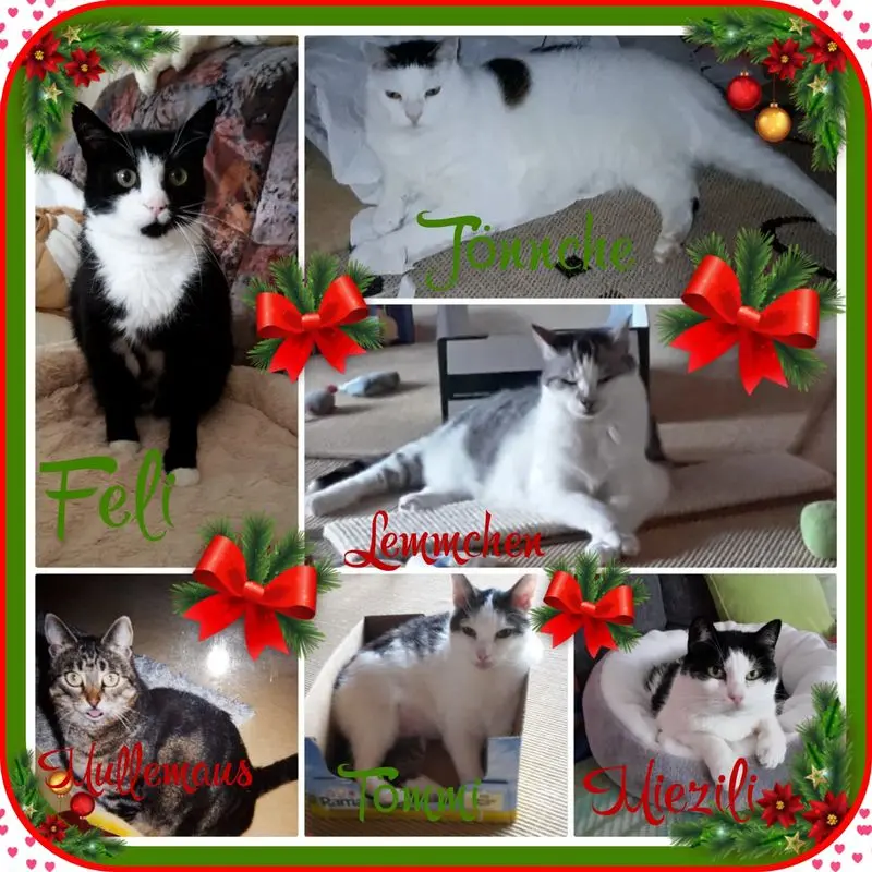 Andachtsbild von ♥️Eike und Edeltraud mit Mulle Miezi, Jonny, Tommi ,Lemmi und Felix tief im Herzen ♥️