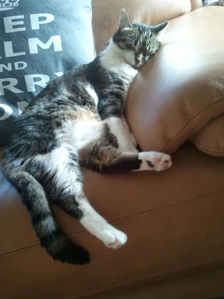 Andachtsbild von ♥★ In Gedenken für Maja - 81 Wochen ★♥