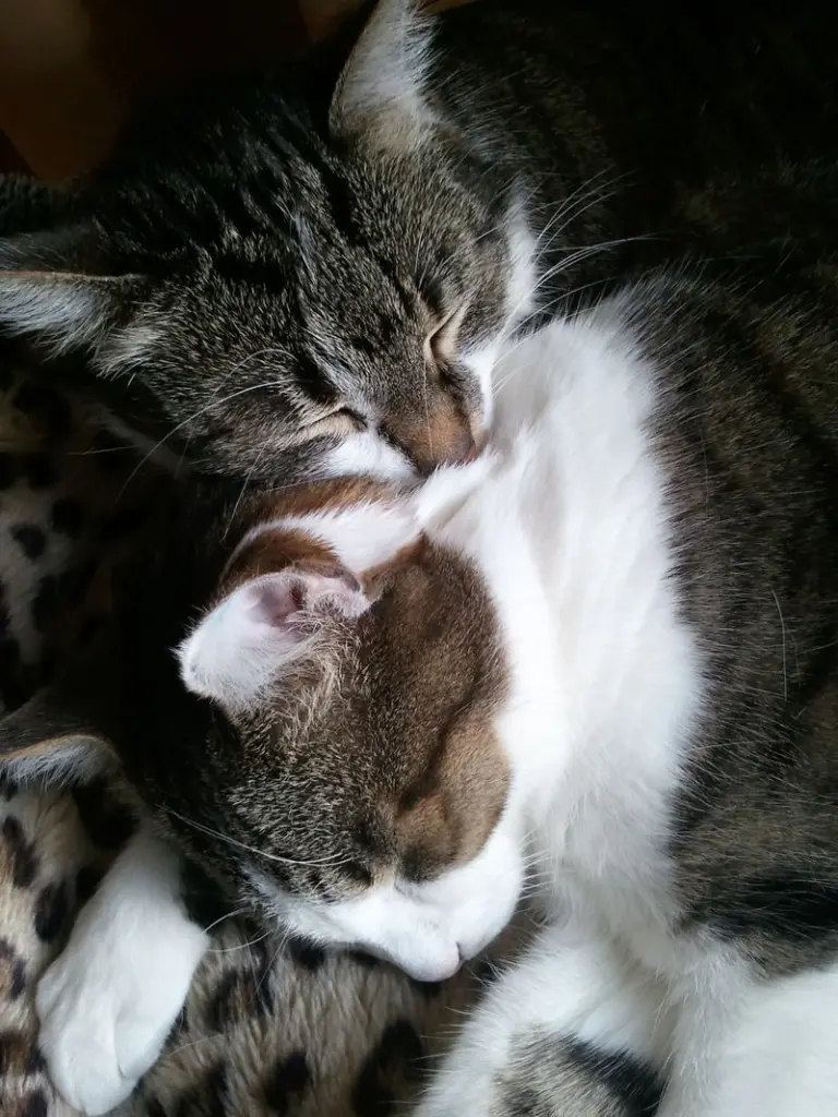 Andachtsbild von ♥★ In Gedenken für Maja - 82 Wochen ★♥