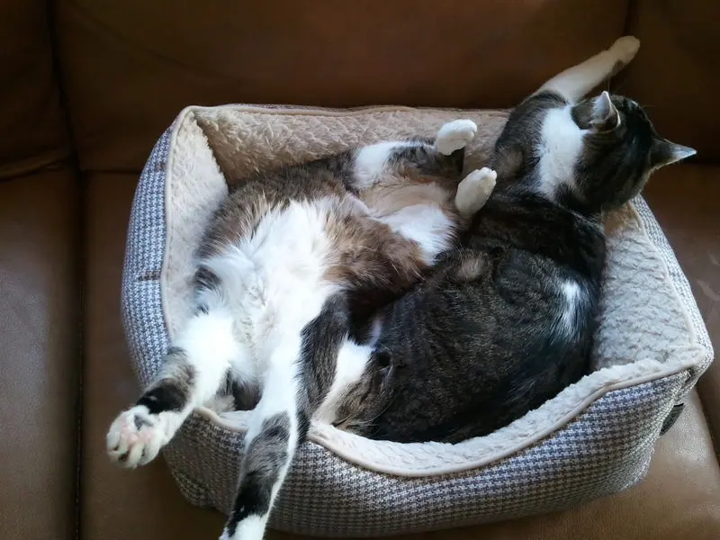 Andachtsbild von ❤️☆In Gedenken für Maja - 19 Monate☆❤️