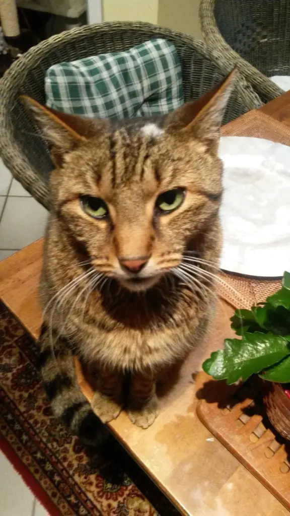 Andachtsbild von Corinna mit Emma, Pummelchen und anderen Sternlein im Herzen