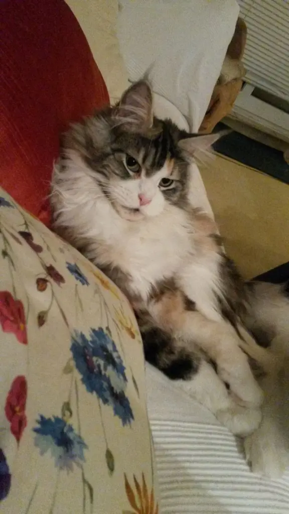 Andachtsbild von Corinna mit Emma, Pummelchen und anderen Sternlein im Herzen