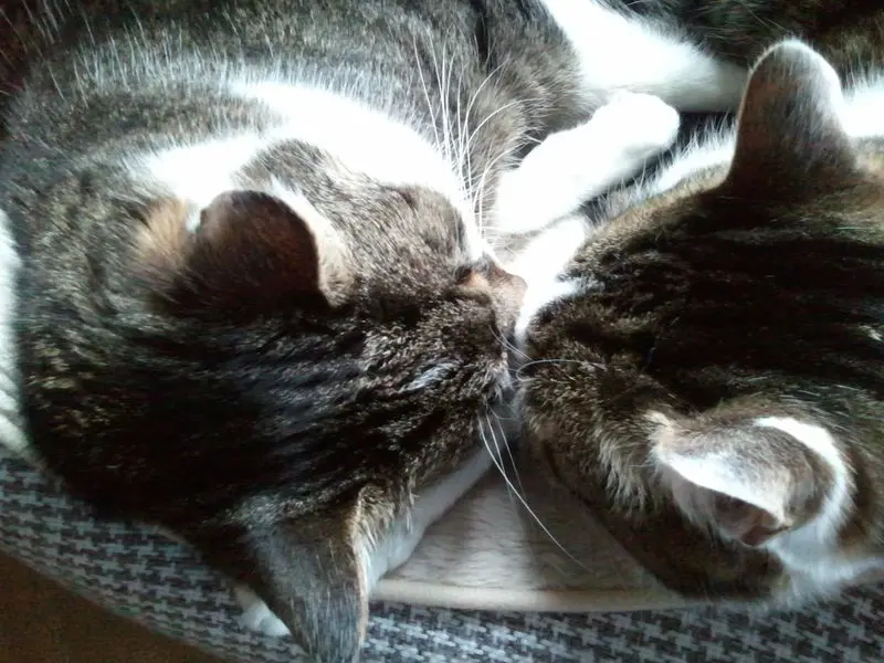 Andachtsbild von  ❤️♥★ Zum Gedenken - 95 Wochen ★♥❤️