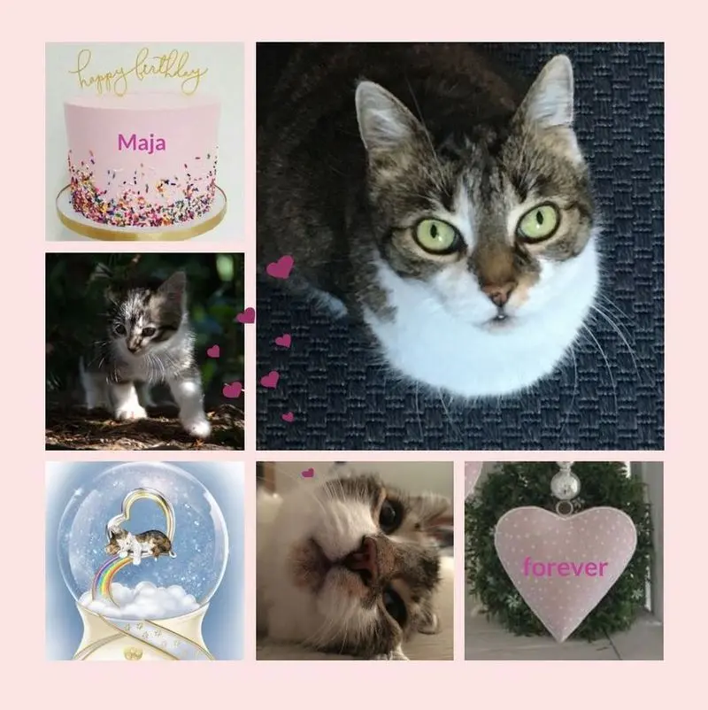 Andachtsbild von Geburtstagsrosen für Maja 