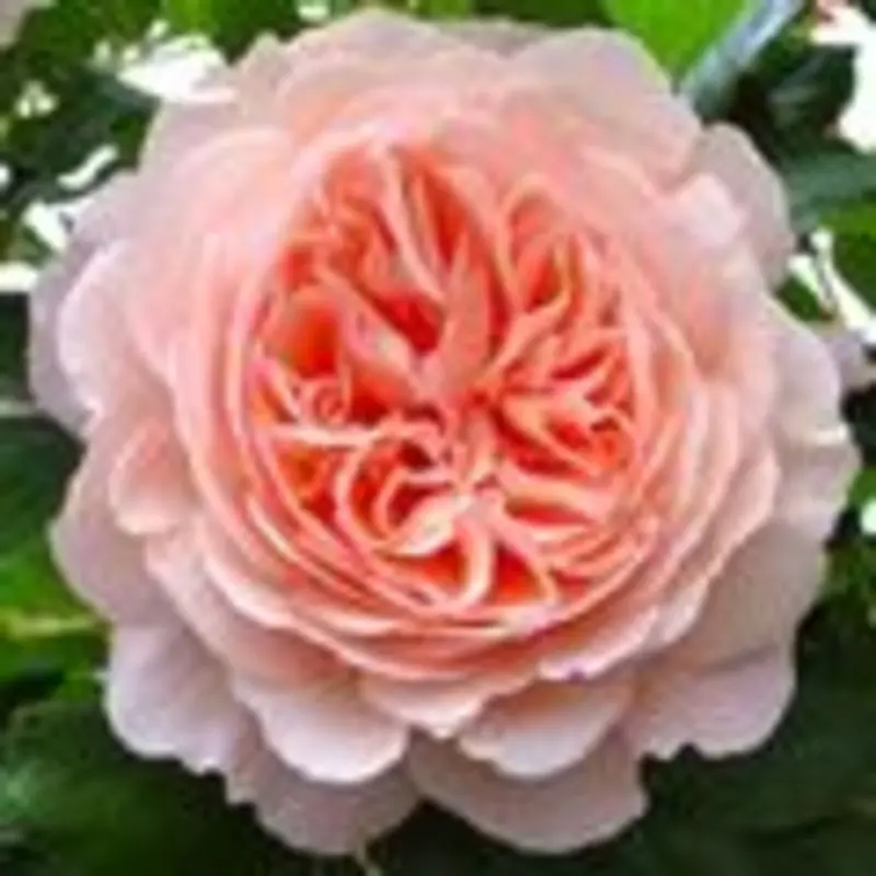 Andachtsbild von Evelyn mit Nele, Lara u. Fleckchen im Herzen