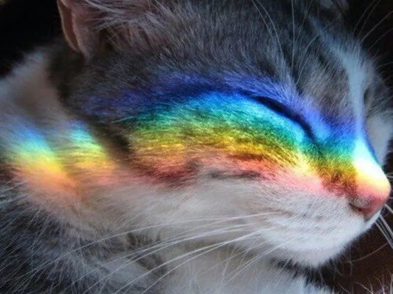 Andachtsbild von Tanja mit Timmy im Herzen 