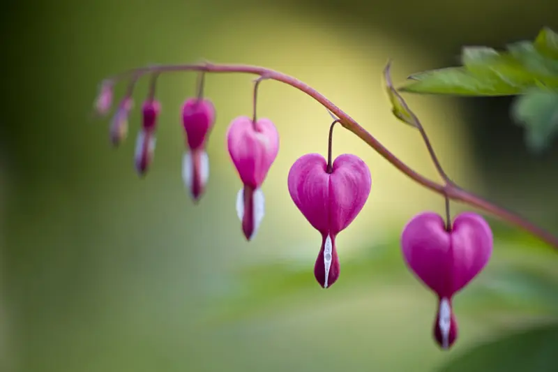 Andachtsbild von Zum Gedenken für 23 Monate