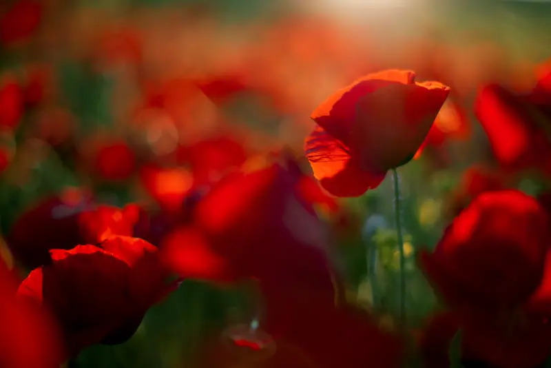 Andachtsbild von ❤️♥★ Zum Gedenken - 102 Wochen ★♥❤️