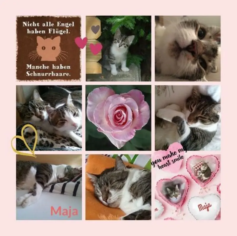 Andachtsbild von Rosen für Maja zum 2. Sternchengeburtstag