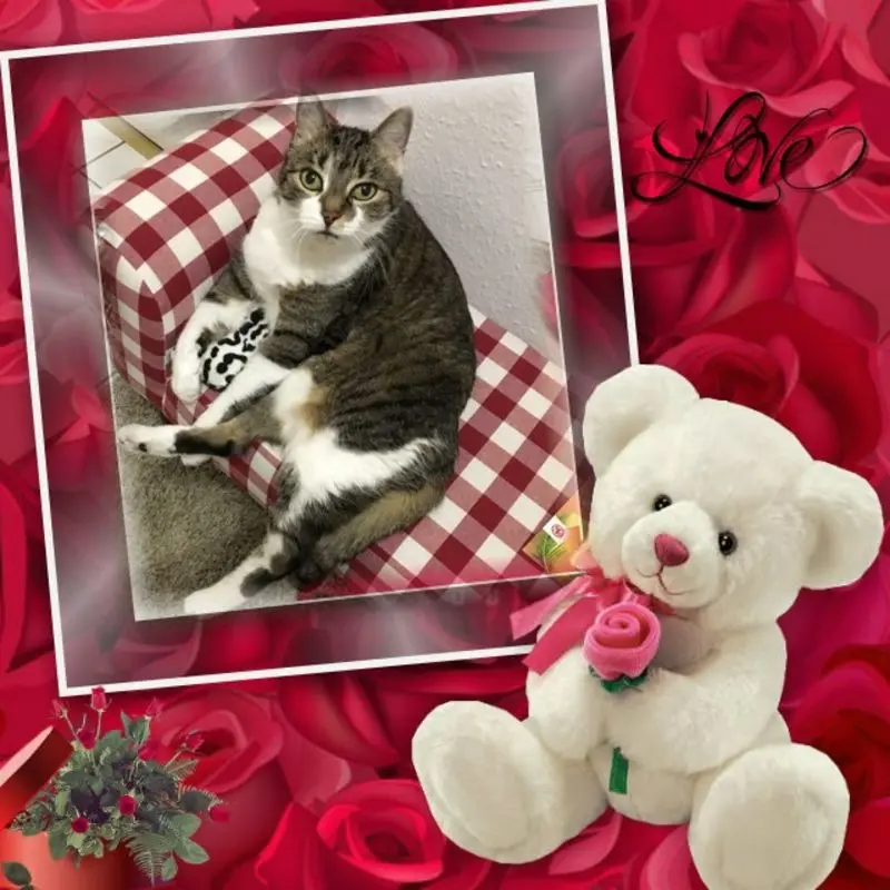 Andachtsbild von 2. Sternchen❤️Gedenktag❤️❤️