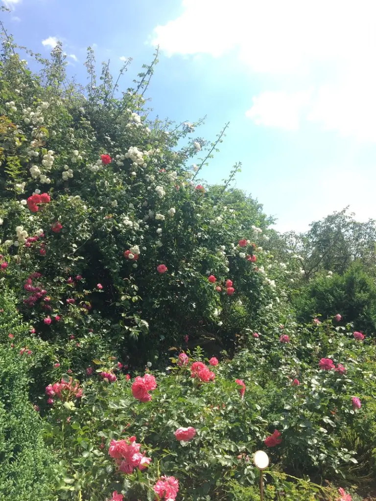 Andachtsbild von : ❤️♥★ Maja ❤️ zum Gedenken - 114 Wochen ★♥❤️