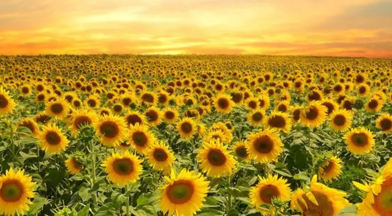 Andachtsbild von ✰꧁♥Majabou und Sam♥꧂✰