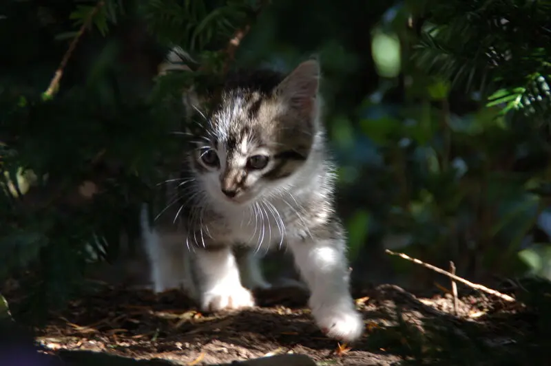 Andachtsbild von  ❤️♥★ Maja ❤️ zum Gedenken - 120 Wochen ★♥❤️