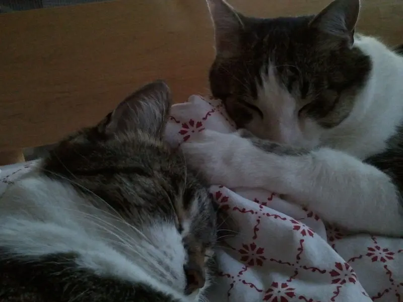 Andachtsbild von  ❤️ Deiner Familie zum 29. Gedenkmonat ❤️