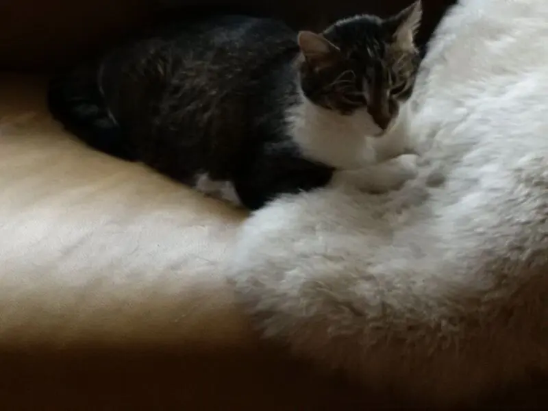 Andachtsbild von  ❤️♥★ Maja ❤️ zum Gedenken - 128 Wochen ★♥❤️