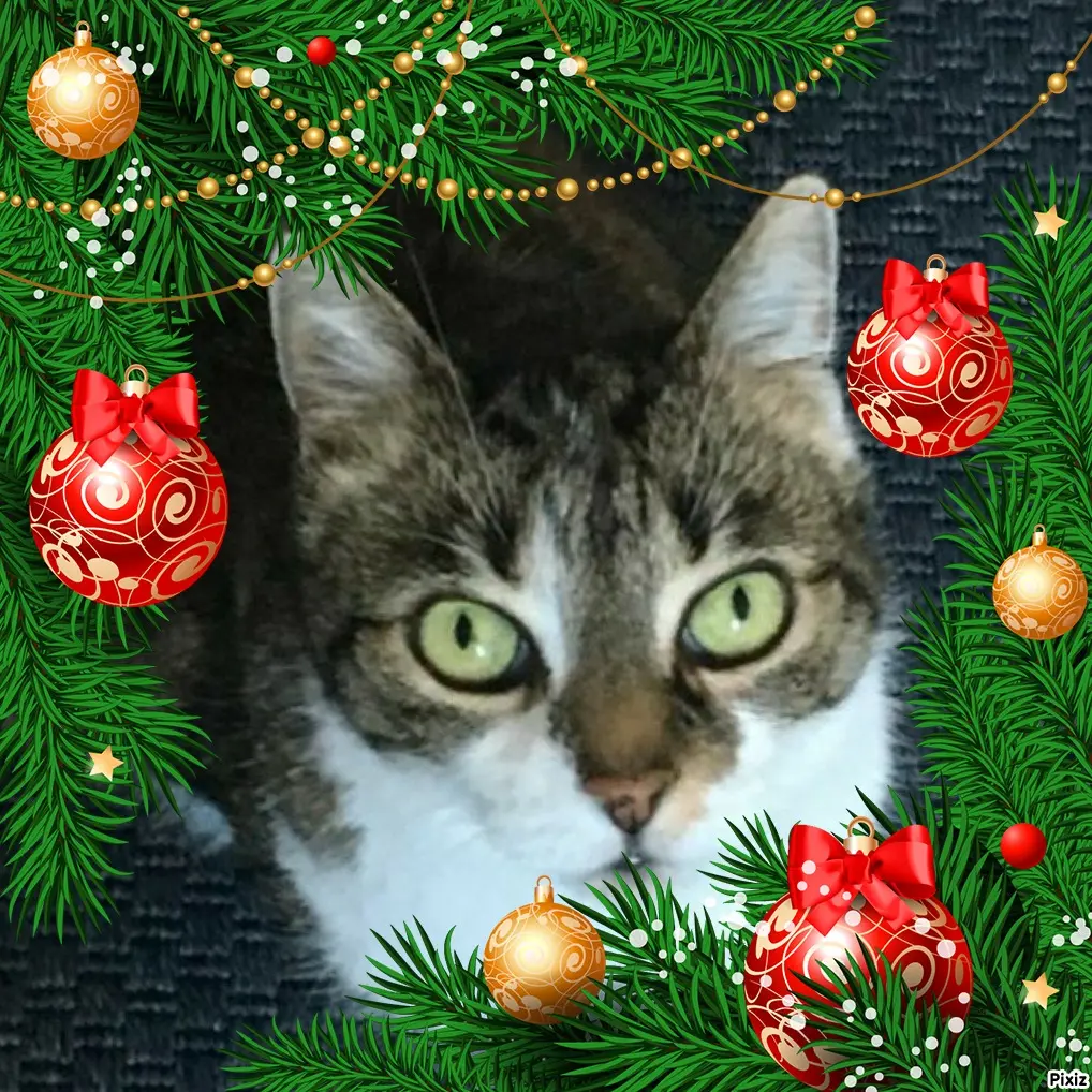 Andachtsbild von Tanja mit Timmy im Herzen 