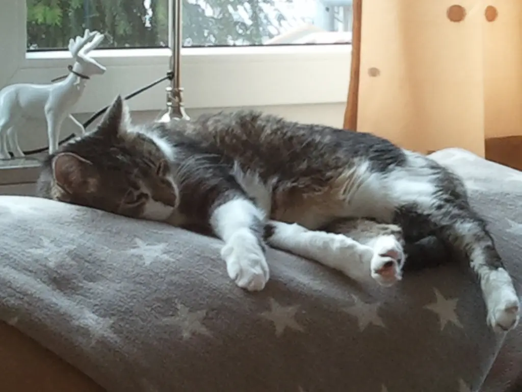 Andachtsbild von ☆.:*´¨`*:..•.¸¸Zum Gedenken für 30 Monate¸¸.•..:*´¨`*:.☆