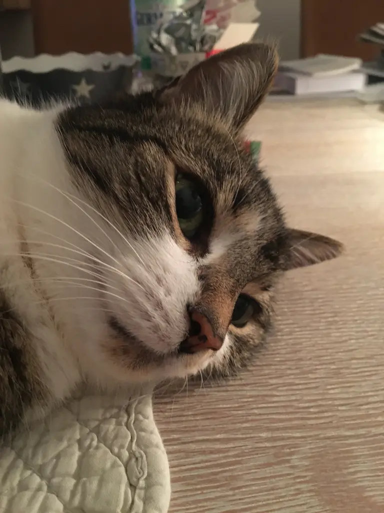 Andachtsbild von  ❤️♥★ Maja ❤️ zum Gedenken - 132 Wochen ★♥❤️