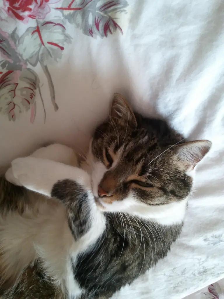 Andachtsbild von ❤️♥★ Maja ❤️ zum Gedenken - 134 Wochen ★♥❤️