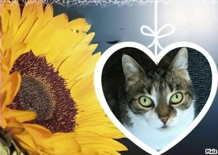 Andachtsbild von Tanja mit Timmy im Herzen 